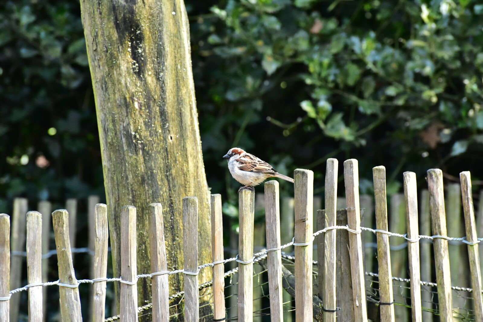 Nikon D750 sample photo. House sparrow, sparrow, bird photography
