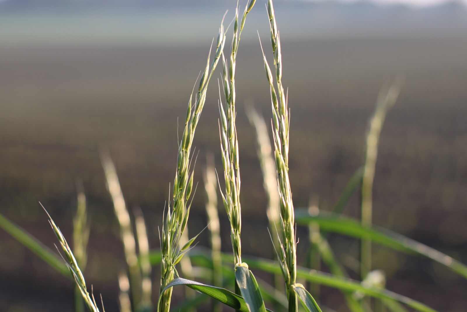 Canon EOS 500D (EOS Rebel T1i / EOS Kiss X3) sample photo. Grasses, green, meadow photography