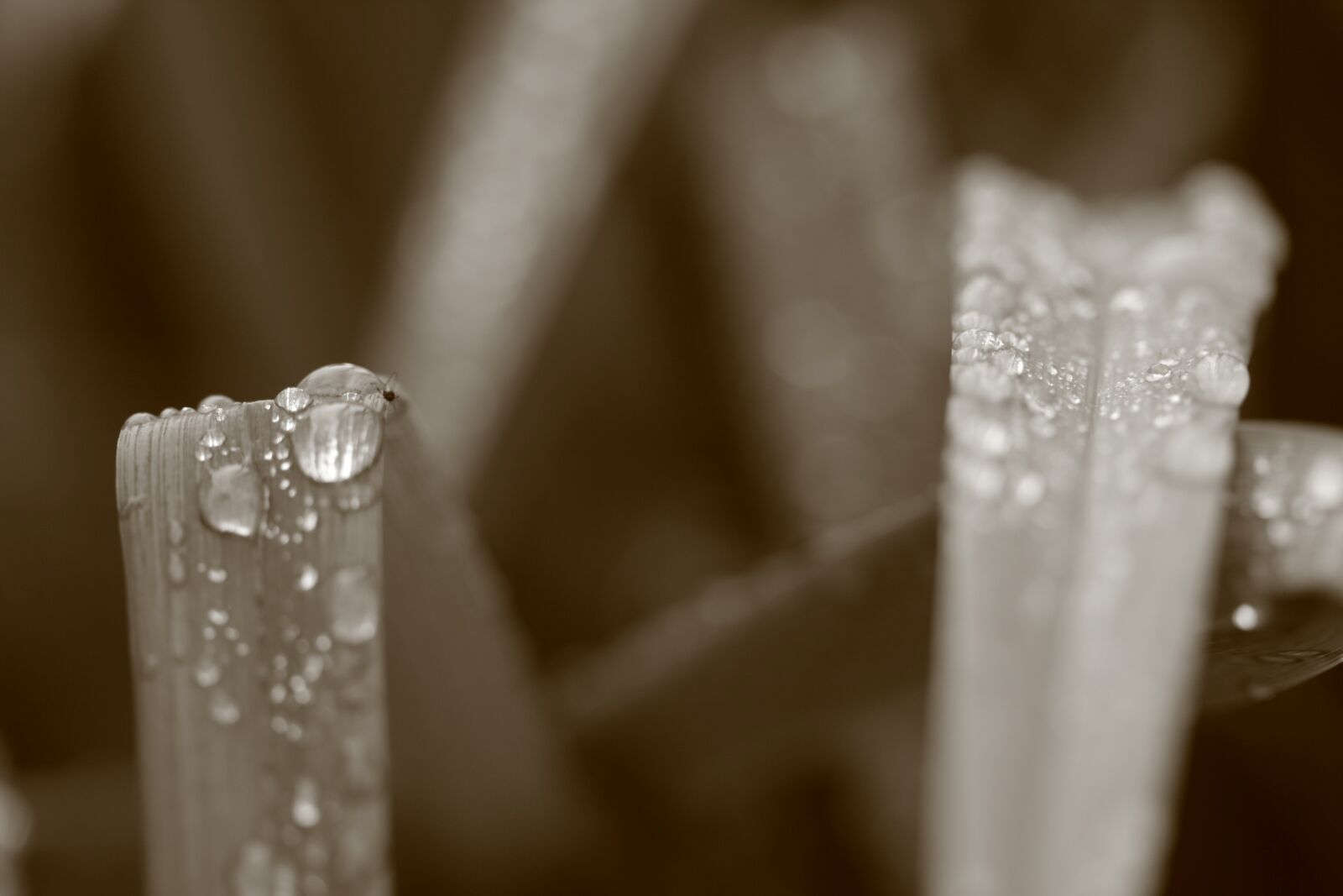 Canon EOS 400D (EOS Digital Rebel XTi / EOS Kiss Digital X) sample photo. Drip, grass, black and photography