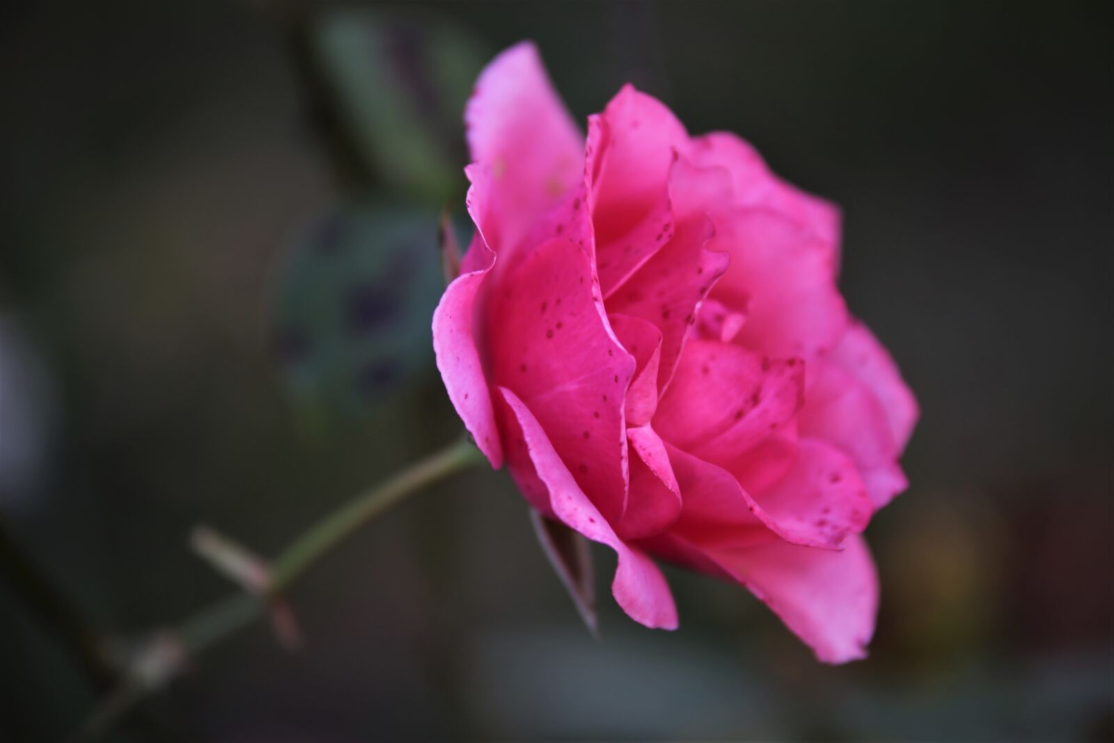 Tamron 70-210mm F4 Di VC USD sample photo. Rose, pink rose, flower photography