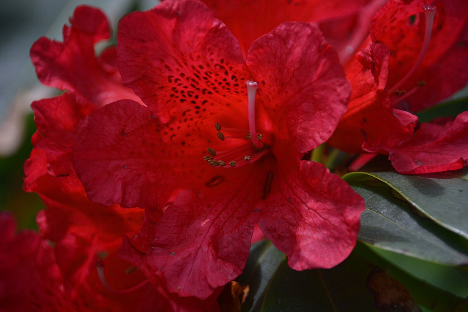 Nikon D5200 + Sigma 18-250mm F3.5-6.3 DC Macro OS HSM sample photo. Botanique, fleur, flore, rhododendron photography