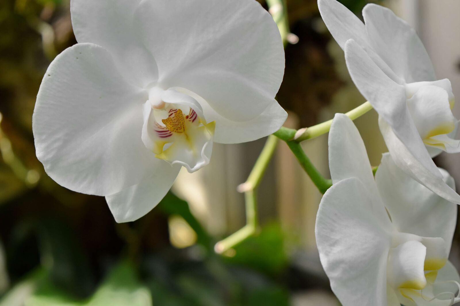 Nikon D5500 sample photo. Elegant, orchid, flower, flowers photography