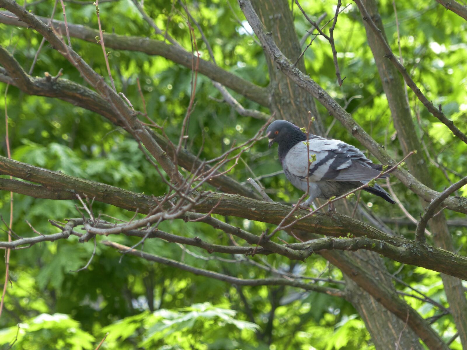 Panasonic Lumix DMC-FZ200 sample photo. Dove, branch, nature photography