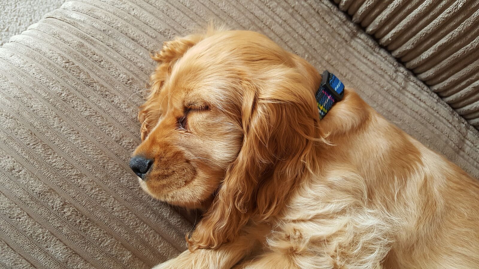 Samsung GALAXY S6 edge sample photo. Dog, puppy, spaniel photography
