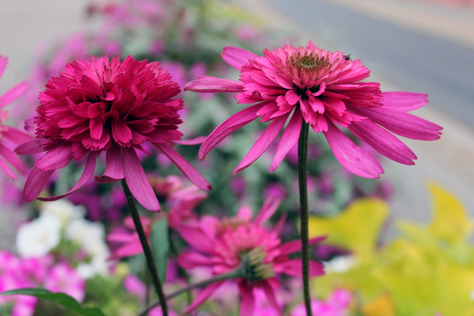 Canon EOS 600D (Rebel EOS T3i / EOS Kiss X5) sample photo. Flowers, purple, spring photography