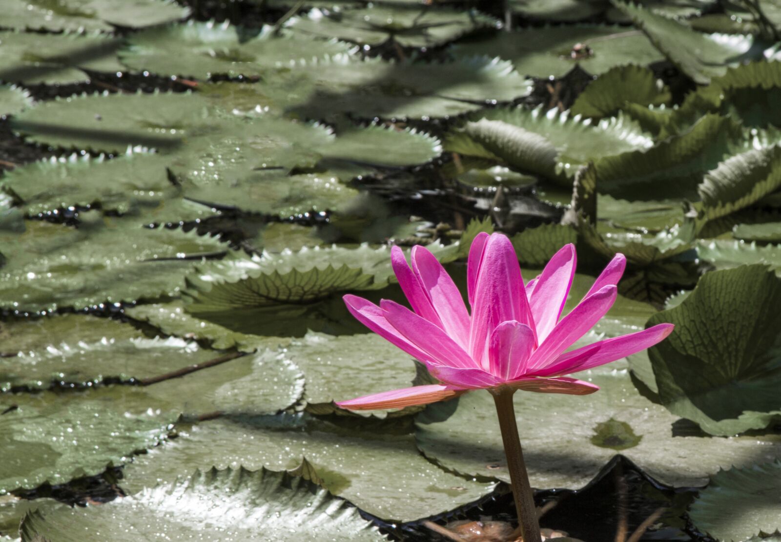 Canon EF-S 17-85mm F4-5.6 IS USM sample photo. Lotus, flower, pond photography