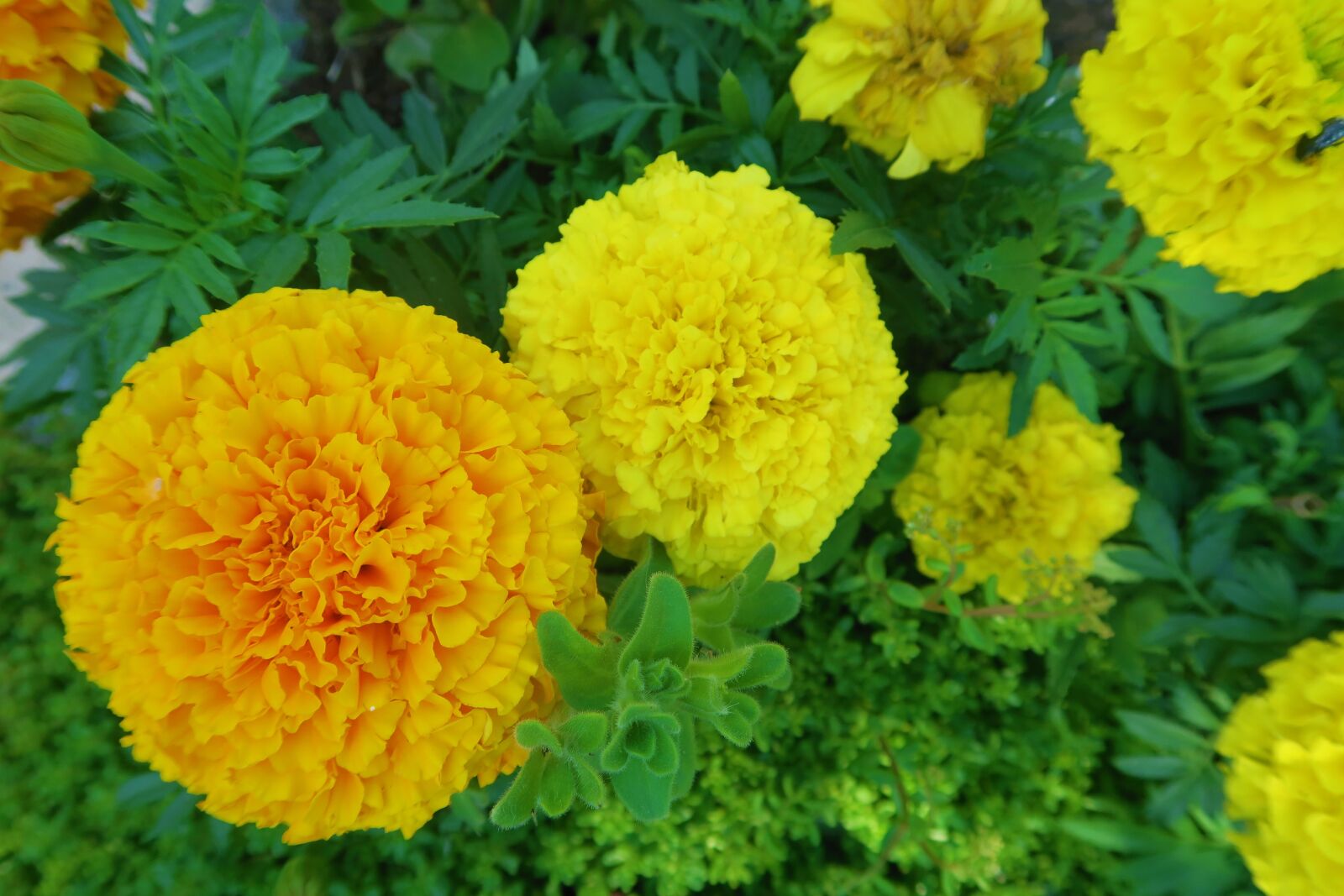 Canon PowerShot G7 X sample photo. Outdoor, flower, plant photography