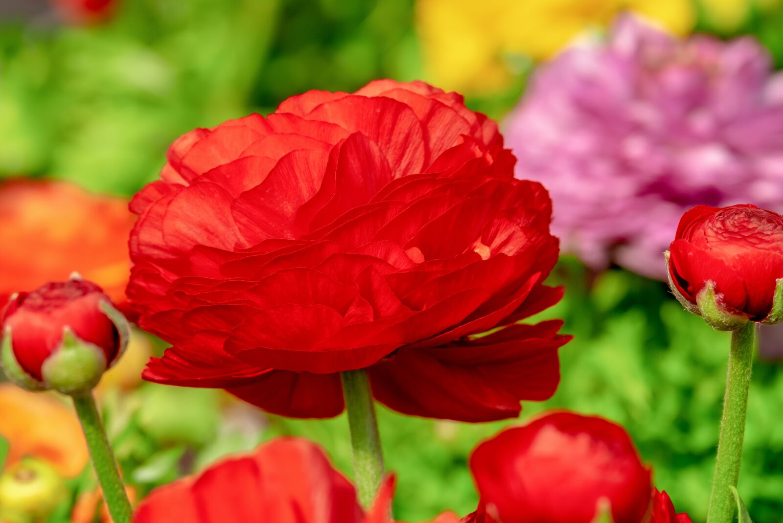 Fujifilm XF 55-200mm F3.5-4.8 R LM OIS sample photo. Ranunculus, flower, blossom photography
