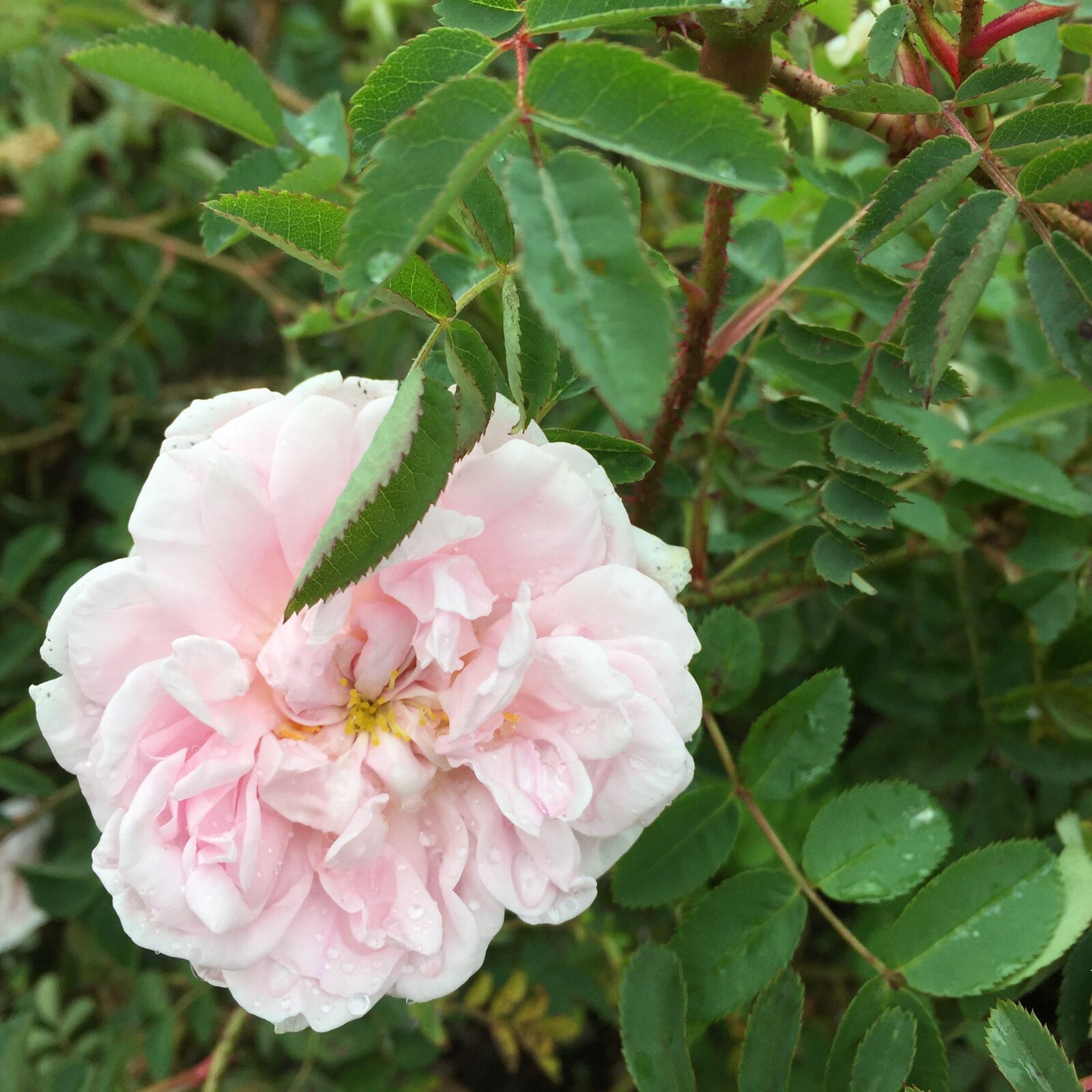 Apple iPhone 6 sample photo. Heritage rose, rose, garden photography