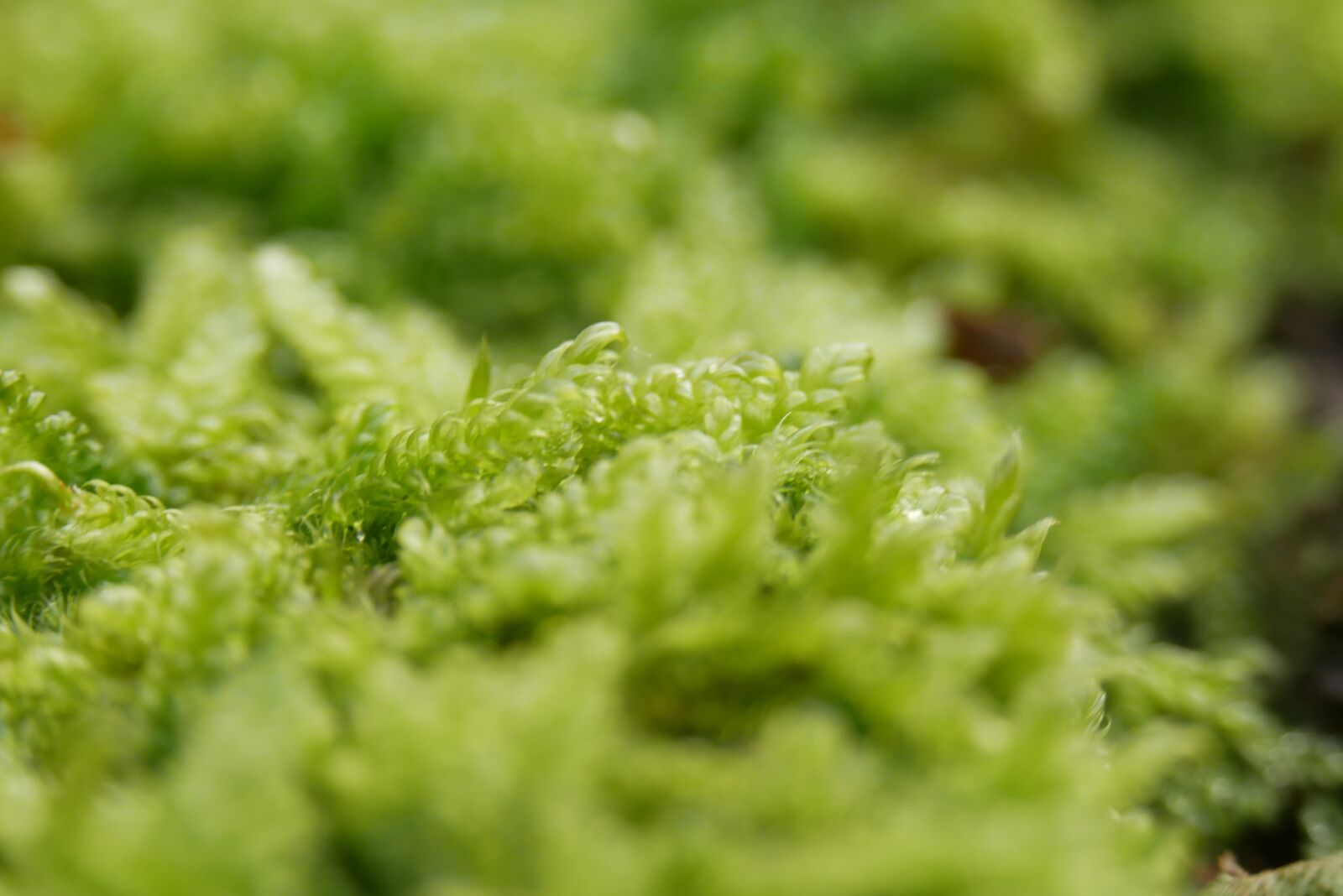 Panasonic Lumix DMC-G85 (Lumix DMC-G80) sample photo. Moss, green, forest photography