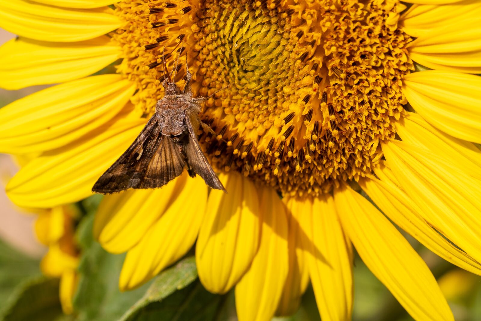 Canon EOS 80D + Canon EF 35mm F2 IS USM sample photo. Butterfly, sunflower, summer photography