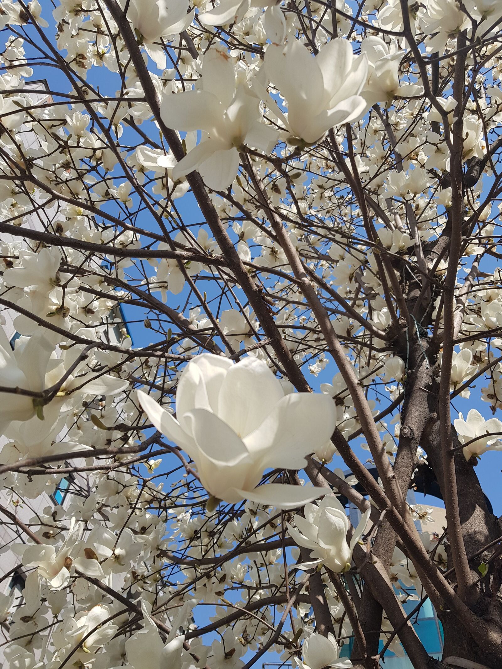 Samsung Galaxy S8+ sample photo. Magnolia, spring, sky photography