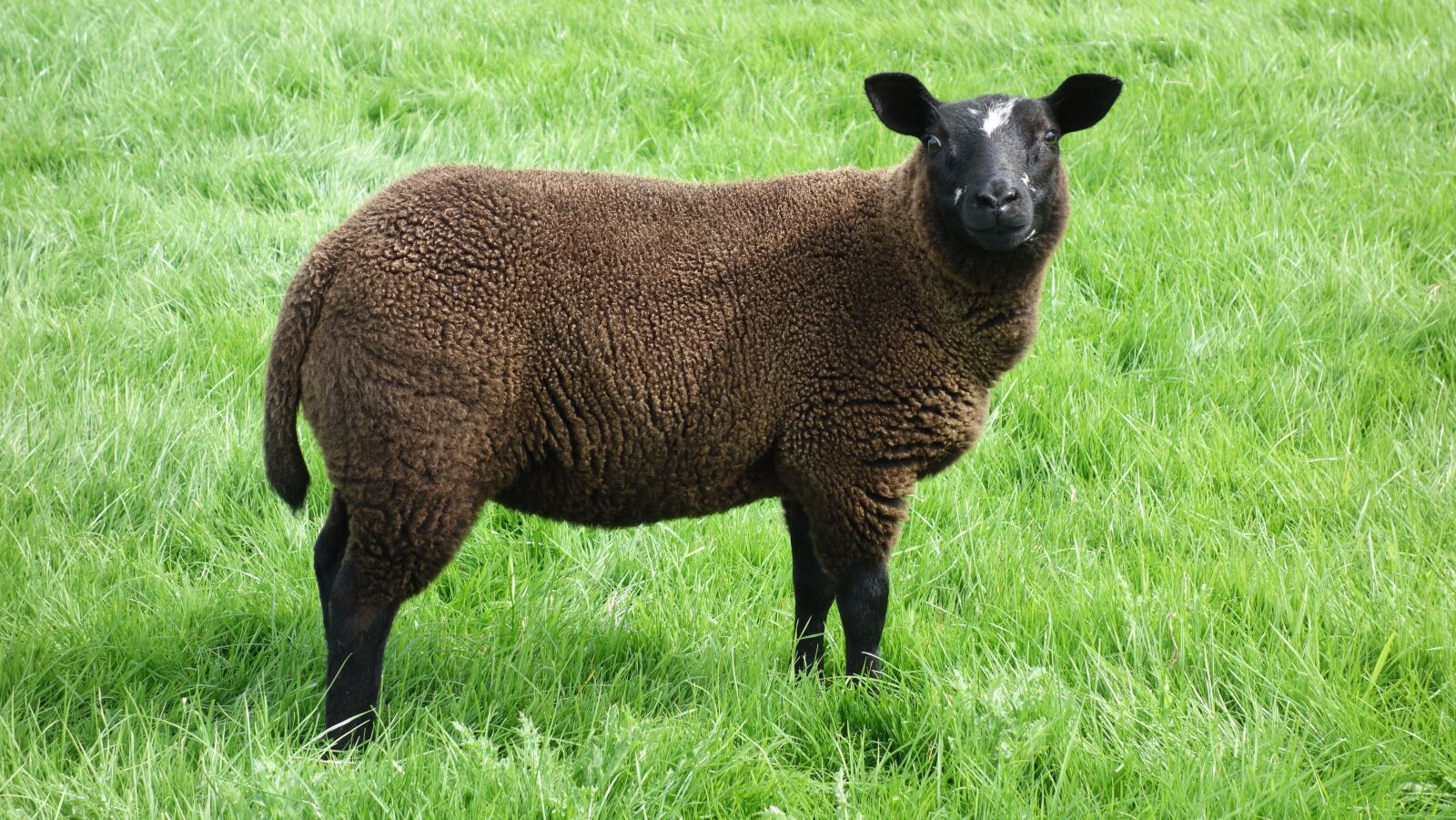 Sony Cyber-shot DSC-RX100 sample photo. Sheep, black sheep, wool photography