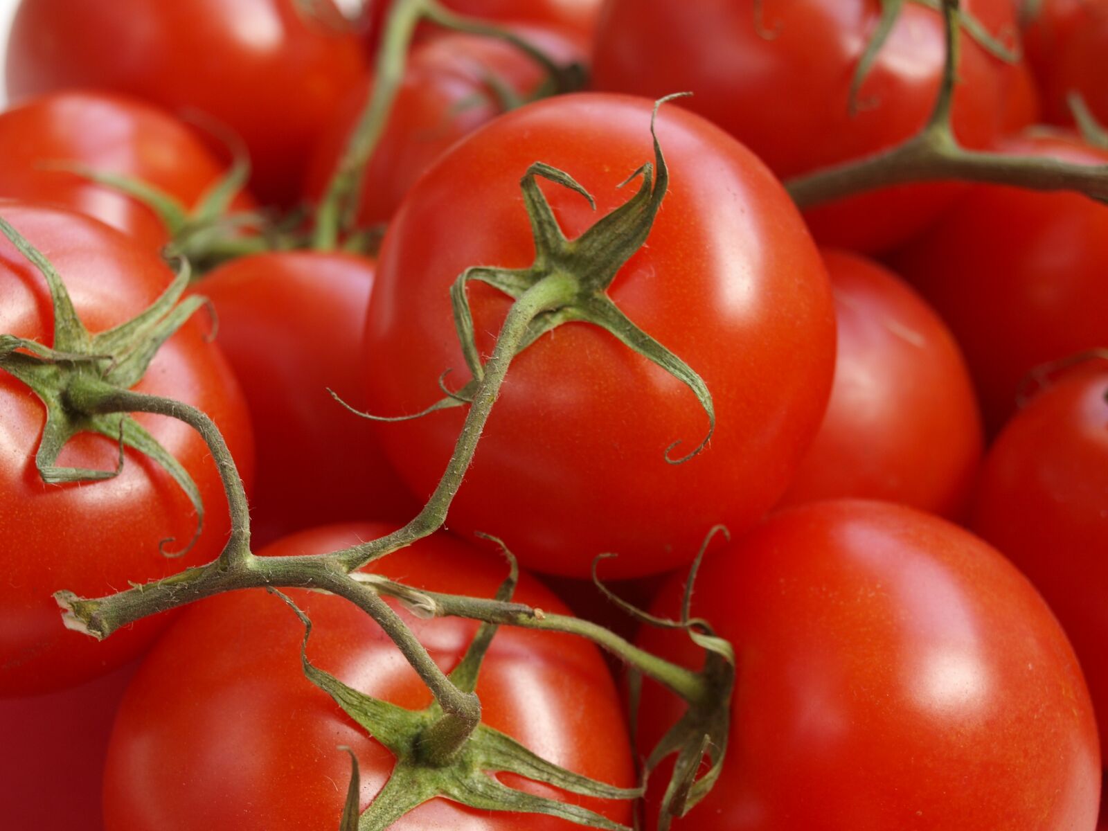 Olympus E-420 (EVOLT E-420) sample photo. Tomatoes, tomato branch, ripe photography