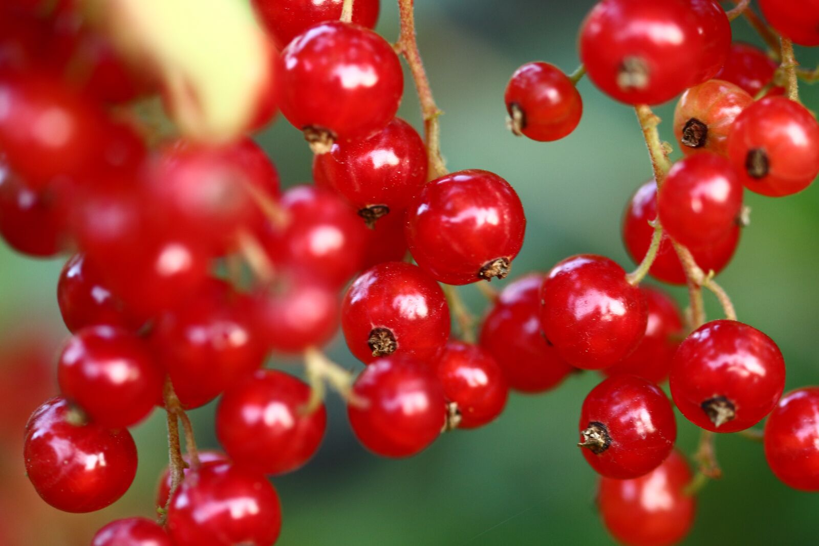 Canon EOS 700D (EOS Rebel T5i / EOS Kiss X7i) sample photo. Currant, currants, berries photography