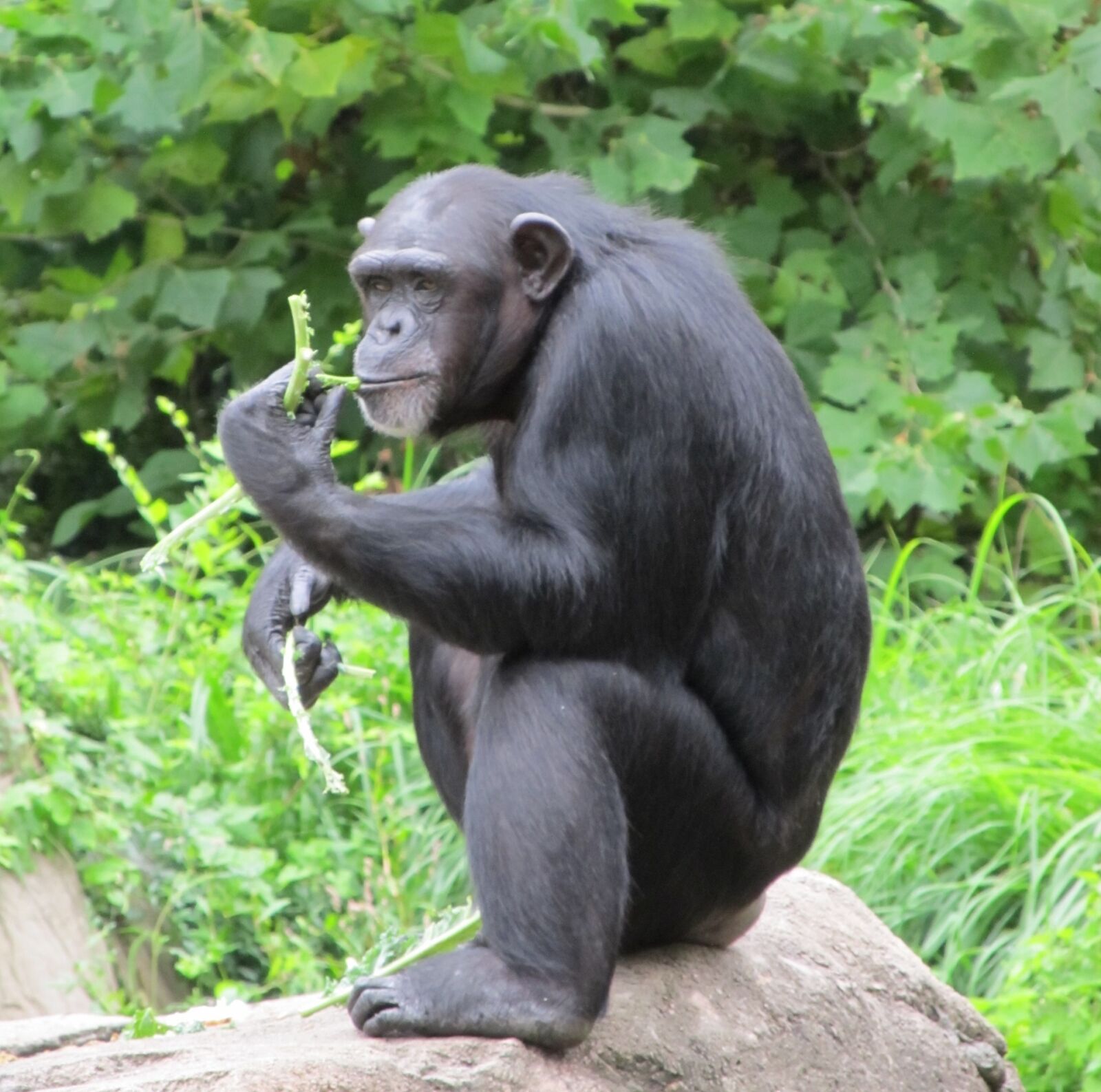 Canon PowerShot SX130 IS sample photo. Chimpanzee, monkey, sitting photography