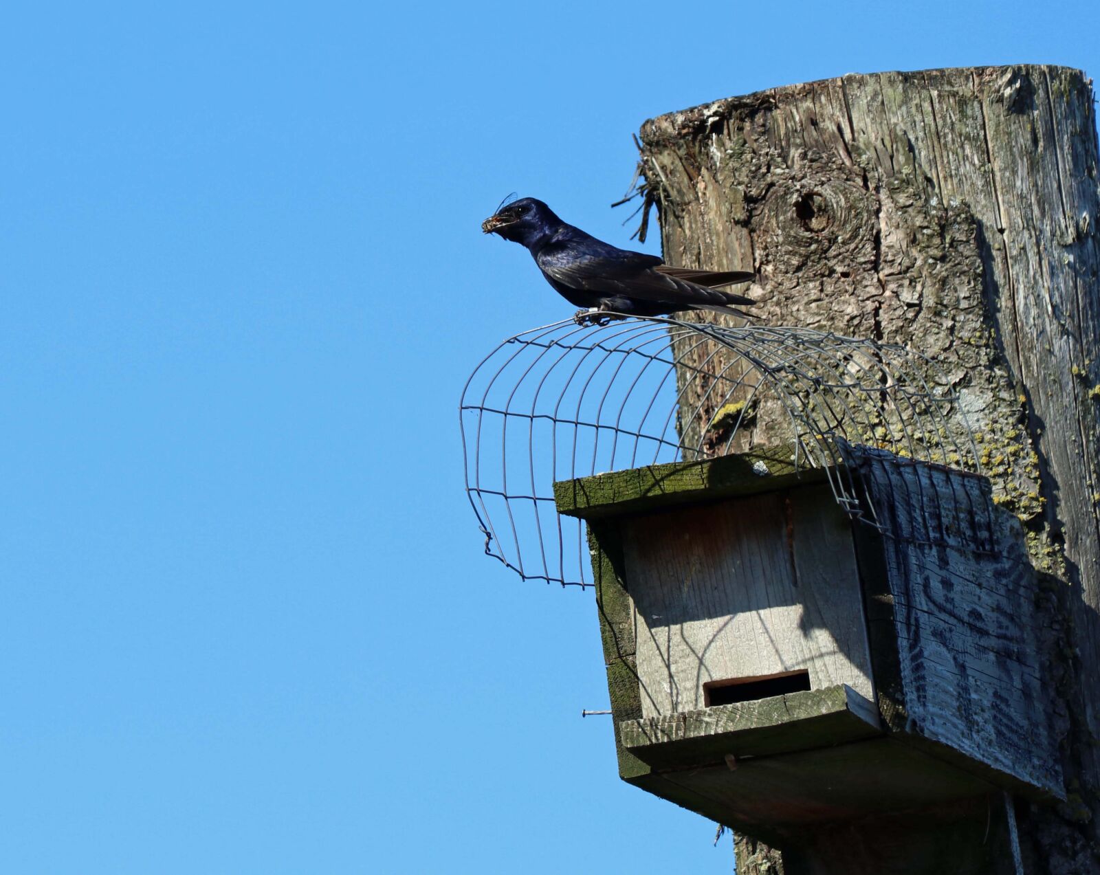 Canon EF 70-300 F4-5.6 IS II USM sample photo. Purple martin, purple, nature photography