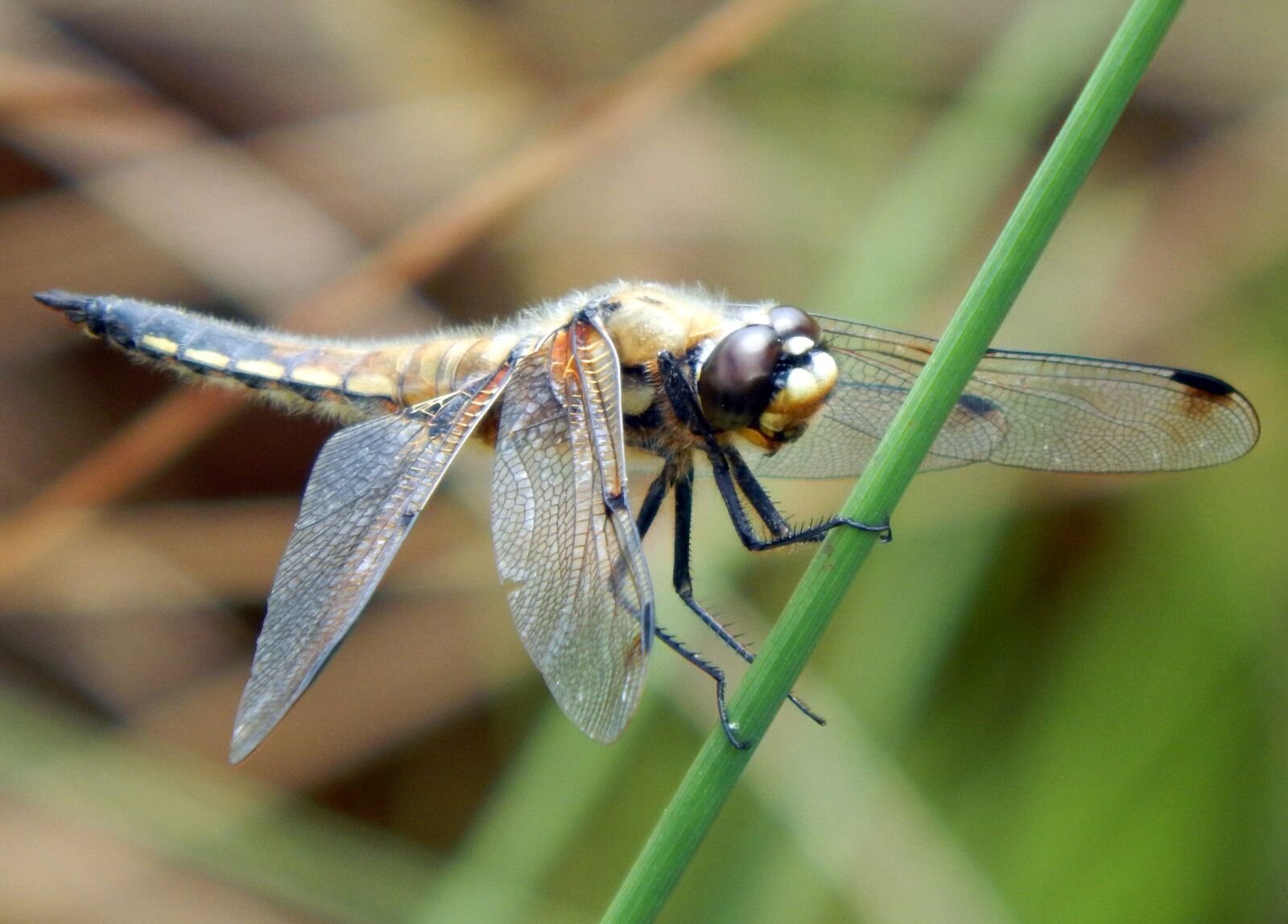 Nikon Coolpix L820 sample photo. Dragonfly, four spotted chaser photography