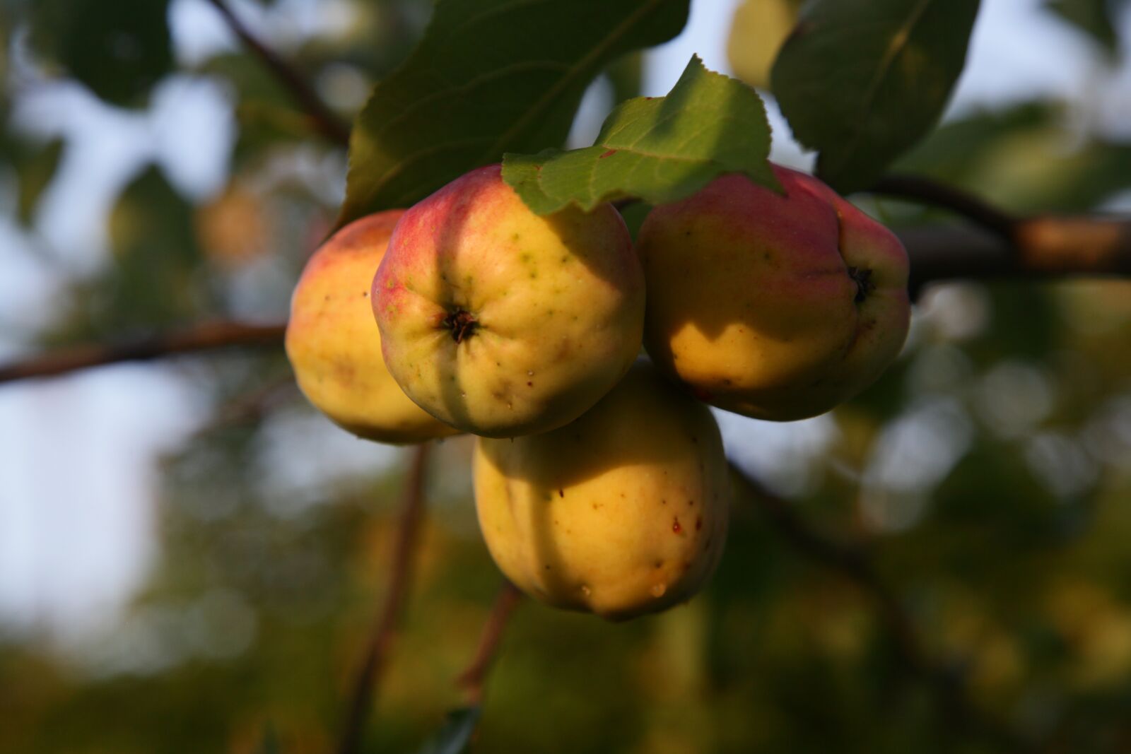 Canon EOS 5D Mark II sample photo. Apples, sun, garden photography
