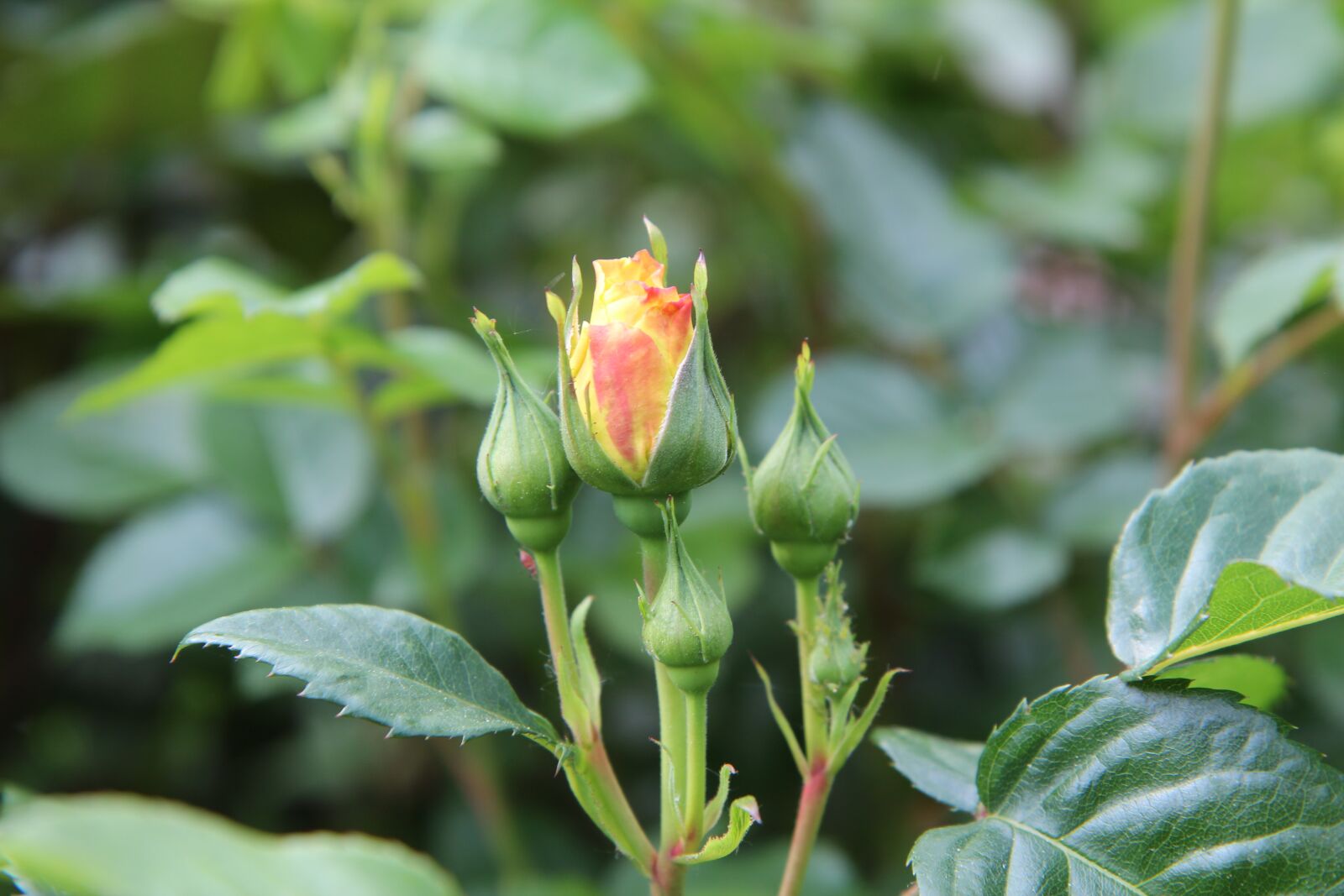 Canon EOS 600D (Rebel EOS T3i / EOS Kiss X5) sample photo. Rosebush, rose bud, yellow photography