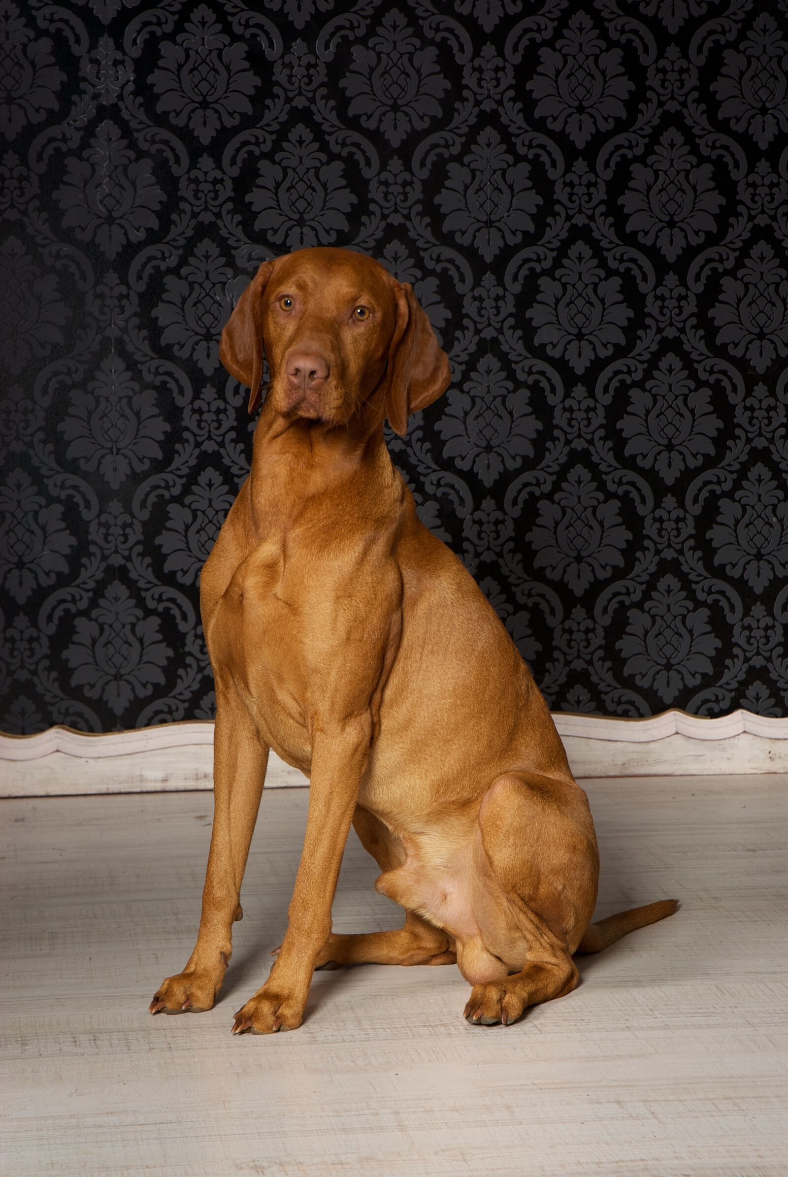 Nikon D200 sample photo. Vizsla, dog, purebred dog photography