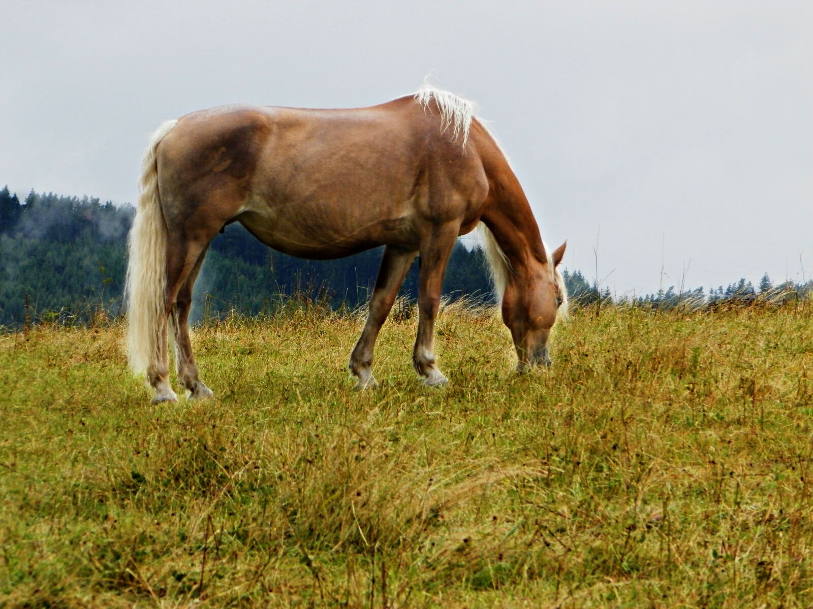 Olympus SP-620UZ sample photo. Haflinger, pasture, horse photography