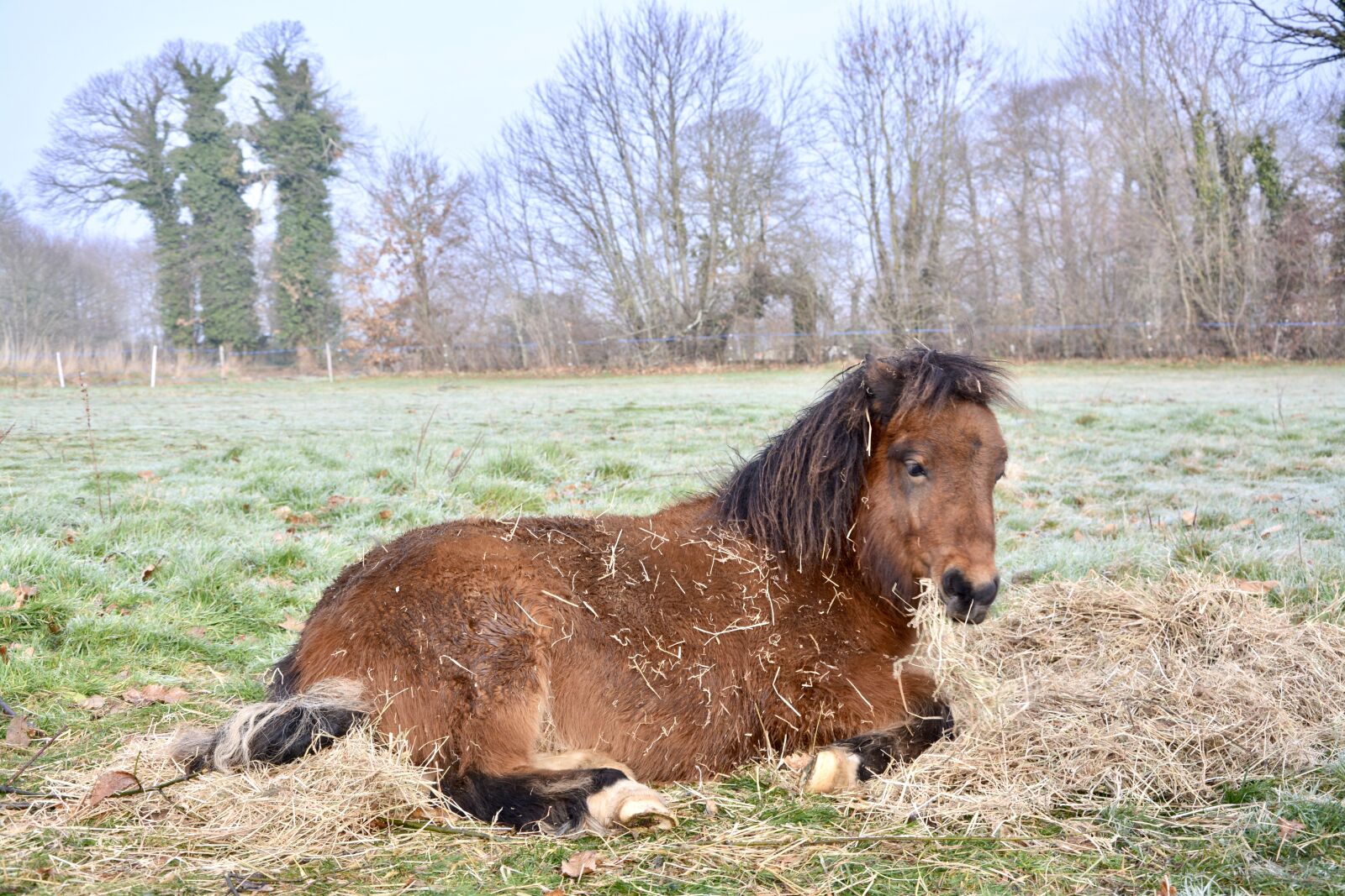 Nikon D5200 sample photo. Pony, young, brown photography