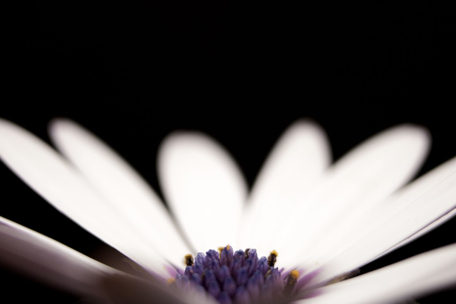 Canon EOS 750D (EOS Rebel T6i / EOS Kiss X8i) sample photo. Flower, petal, stem photography