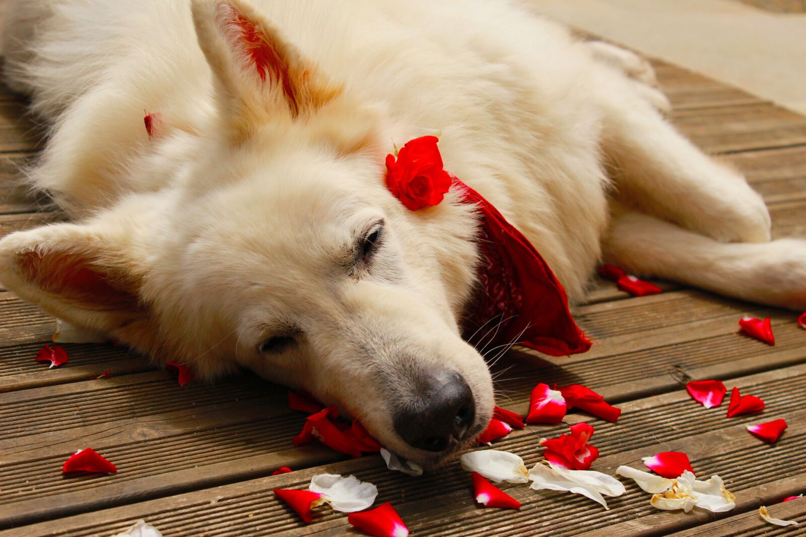 Canon EOS 1200D (EOS Rebel T5 / EOS Kiss X70 / EOS Hi) sample photo. Swiss white shepherd, animals photography