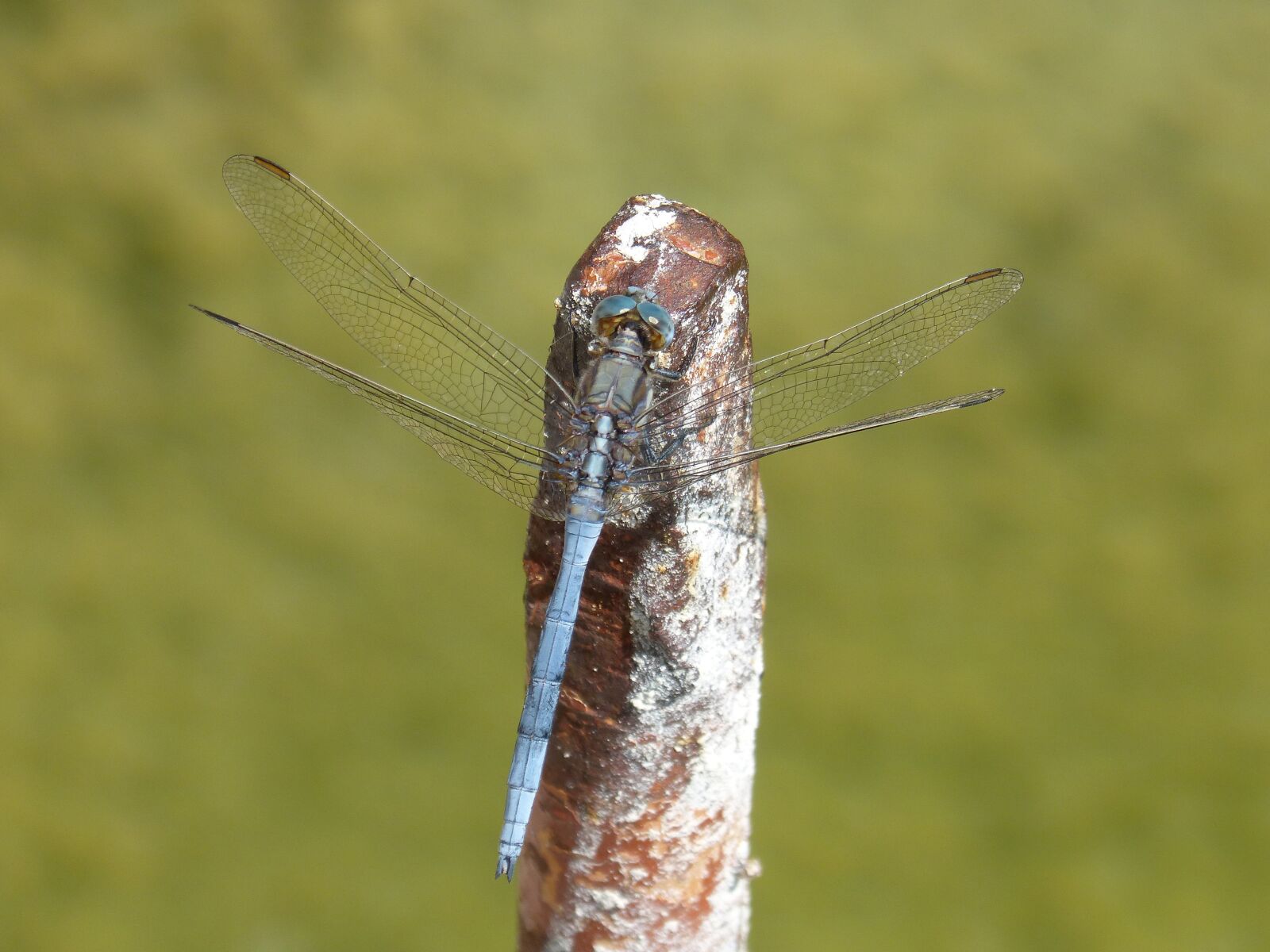 Panasonic DMC-FZ62 sample photo. Blue dragonfly, raft, winged photography