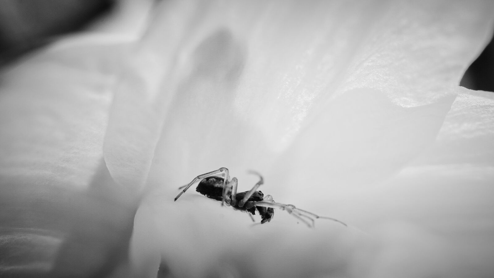 Sony a6000 sample photo. Spider, macro, flower photography
