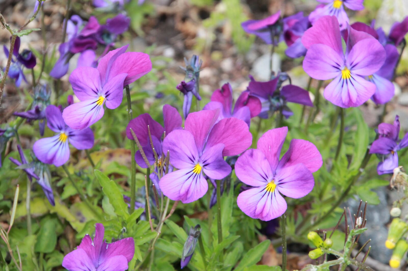 Canon EOS 1100D (EOS Rebel T3 / EOS Kiss X50) sample photo. Pansy, spring, purple photography