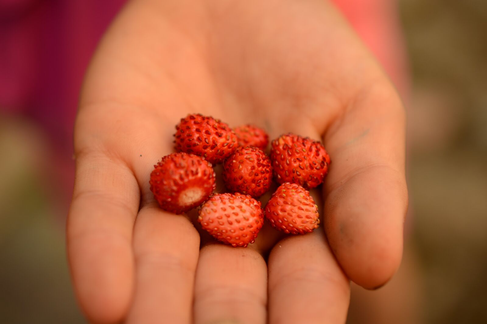 Nikon D3200 sample photo. Wild strawberry, hand, summer photography