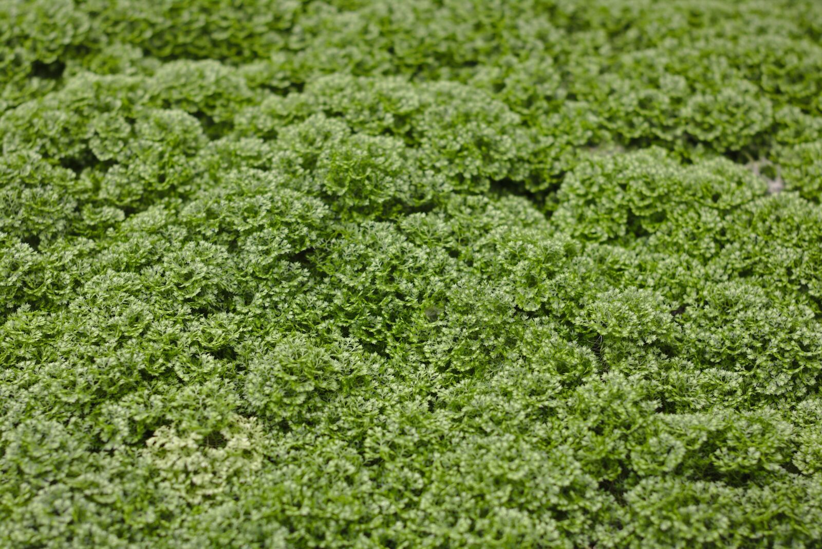 Canon EOS 750D (EOS Rebel T6i / EOS Kiss X8i) sample photo. Moss, selaginella apoda, footless photography