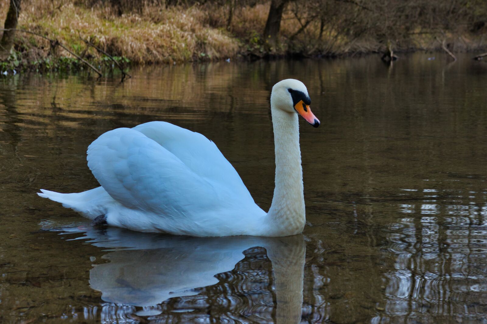 Canon 18-35mm F1.8 DC HSM | Art 013 sample photo. Swan, water, animal photography