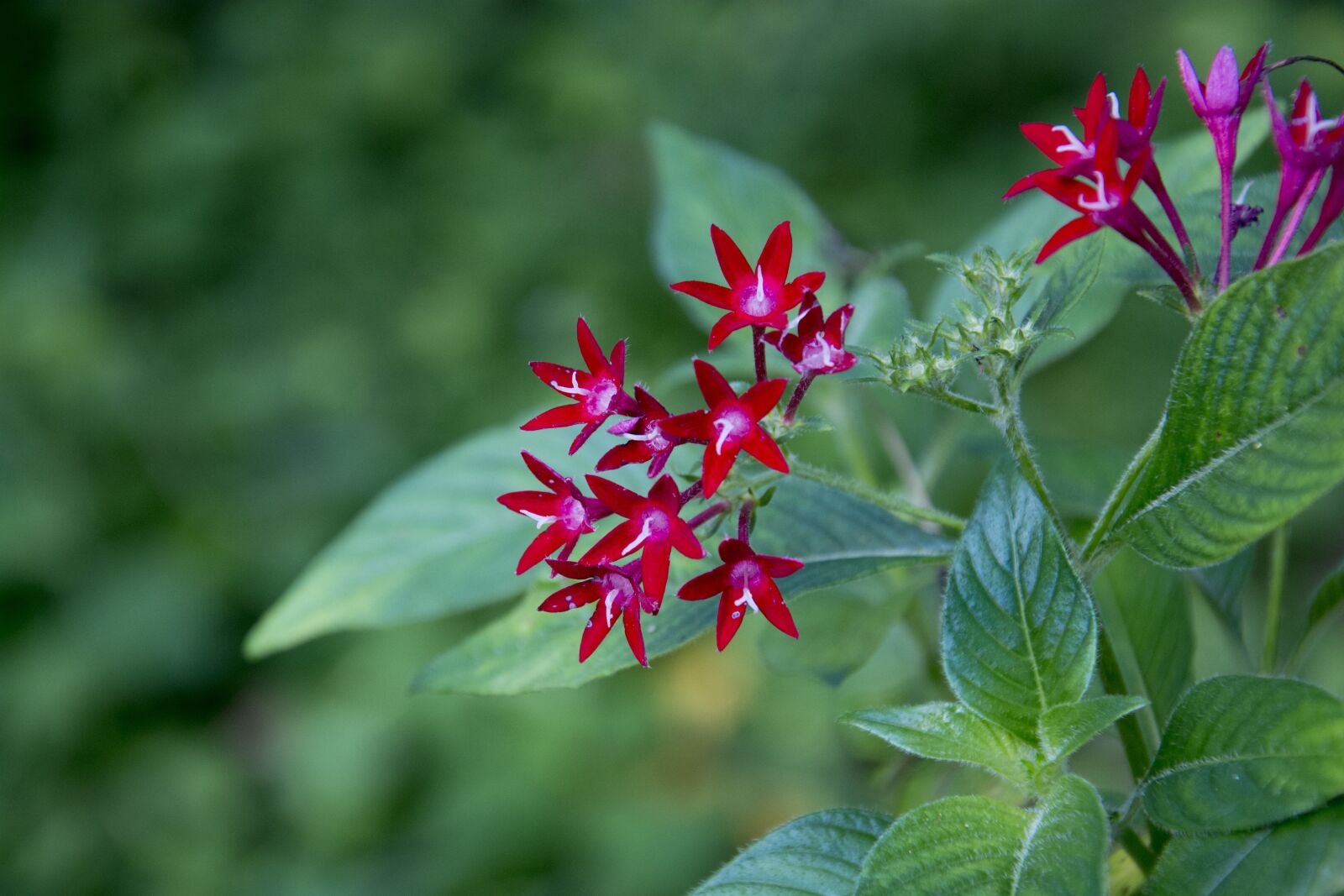 Nikon D5200 sample photo. Pentas, flower, blooming photography