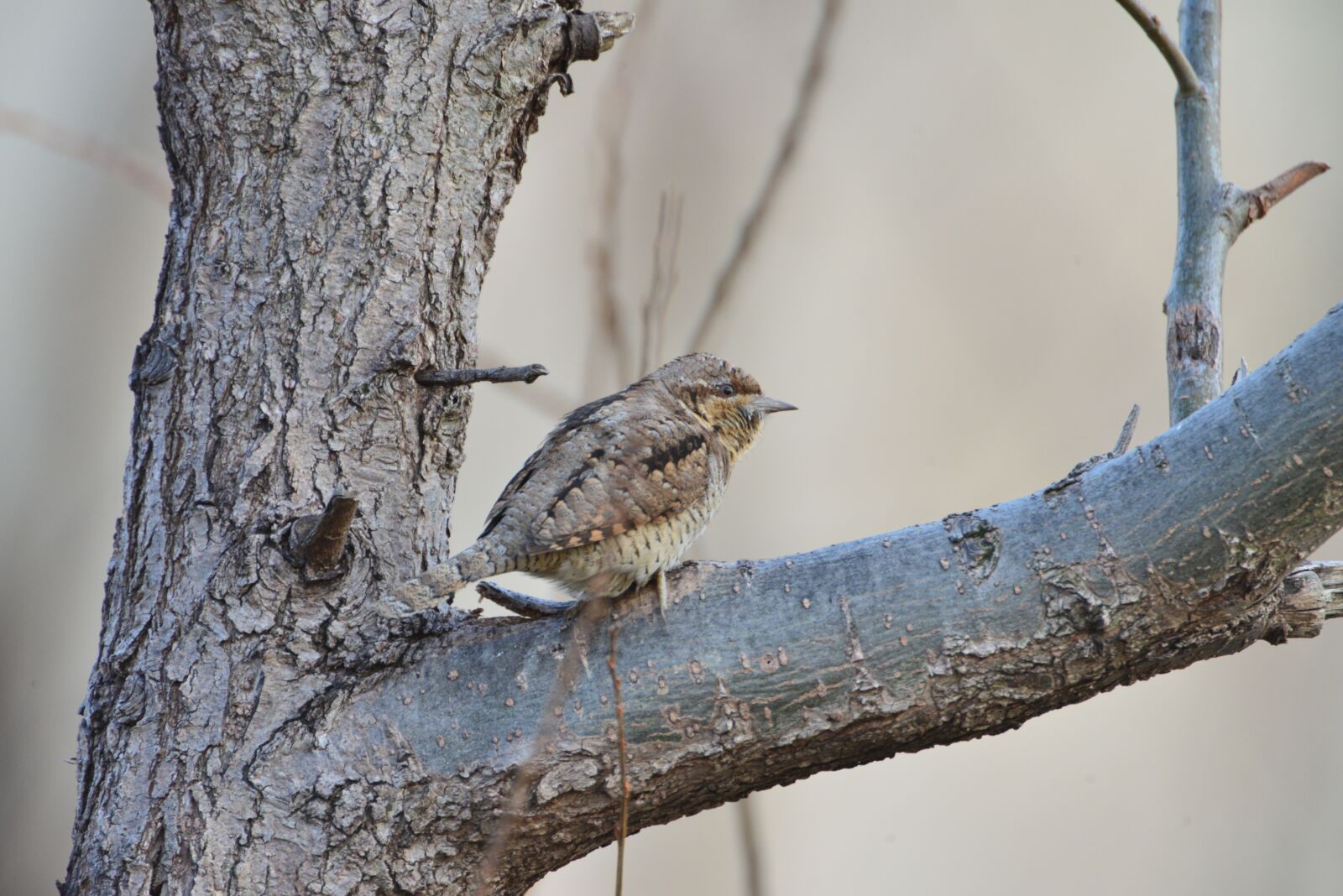 Nikon D800 sample photo. Natural, bird, wild animals photography
