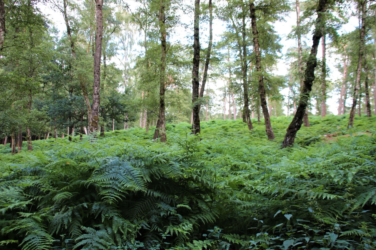 Canon EOS 700D (EOS Rebel T5i / EOS Kiss X7i) sample photo. Tree, forest, nature photography