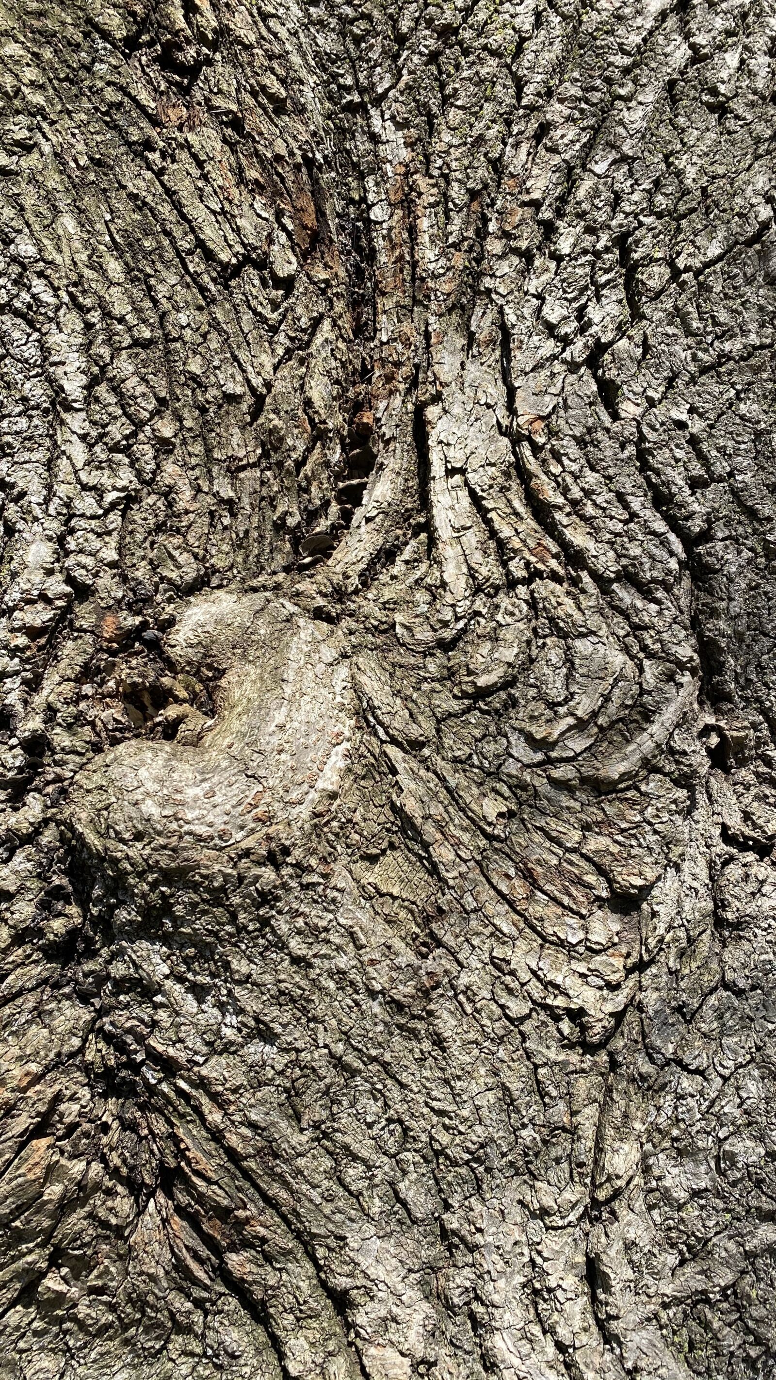 Apple iPhone 11 sample photo. Bark, tree, log photography