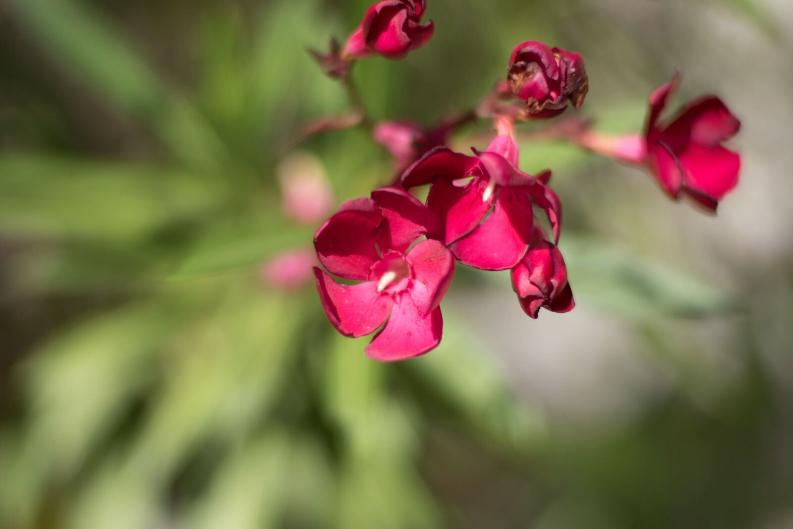 Nikon D5600 sample photo. Flowers, close up, pink photography