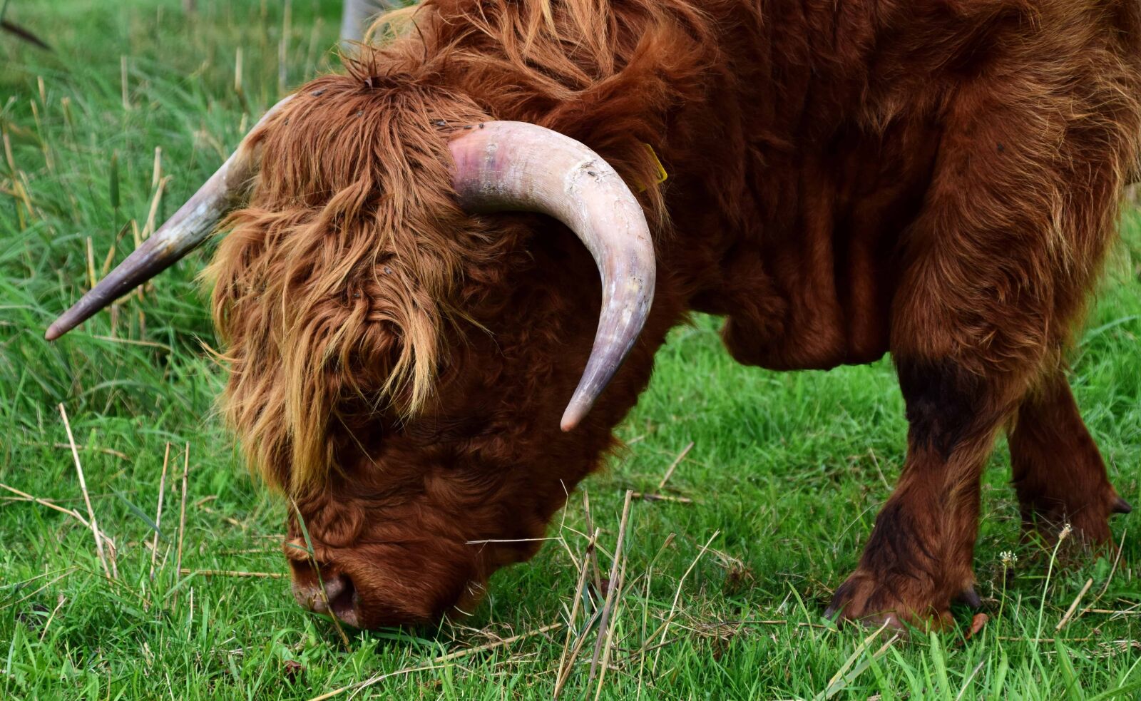Nikon D3300 sample photo. Cute, agriculture, cow, grass photography