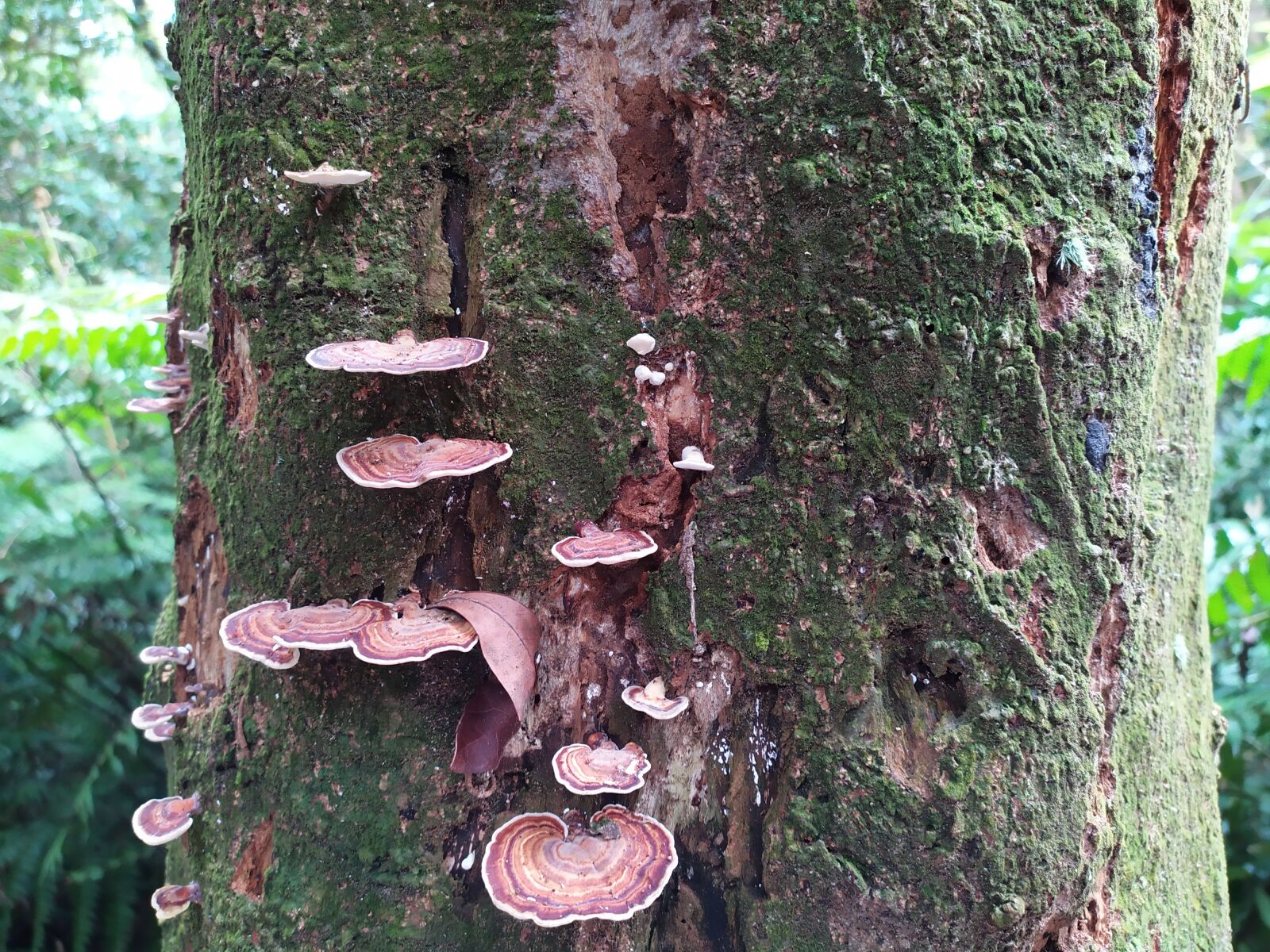 Xiaomi Redmi Note 7 sample photo. Mushroom, forest mushroom, fungus photography