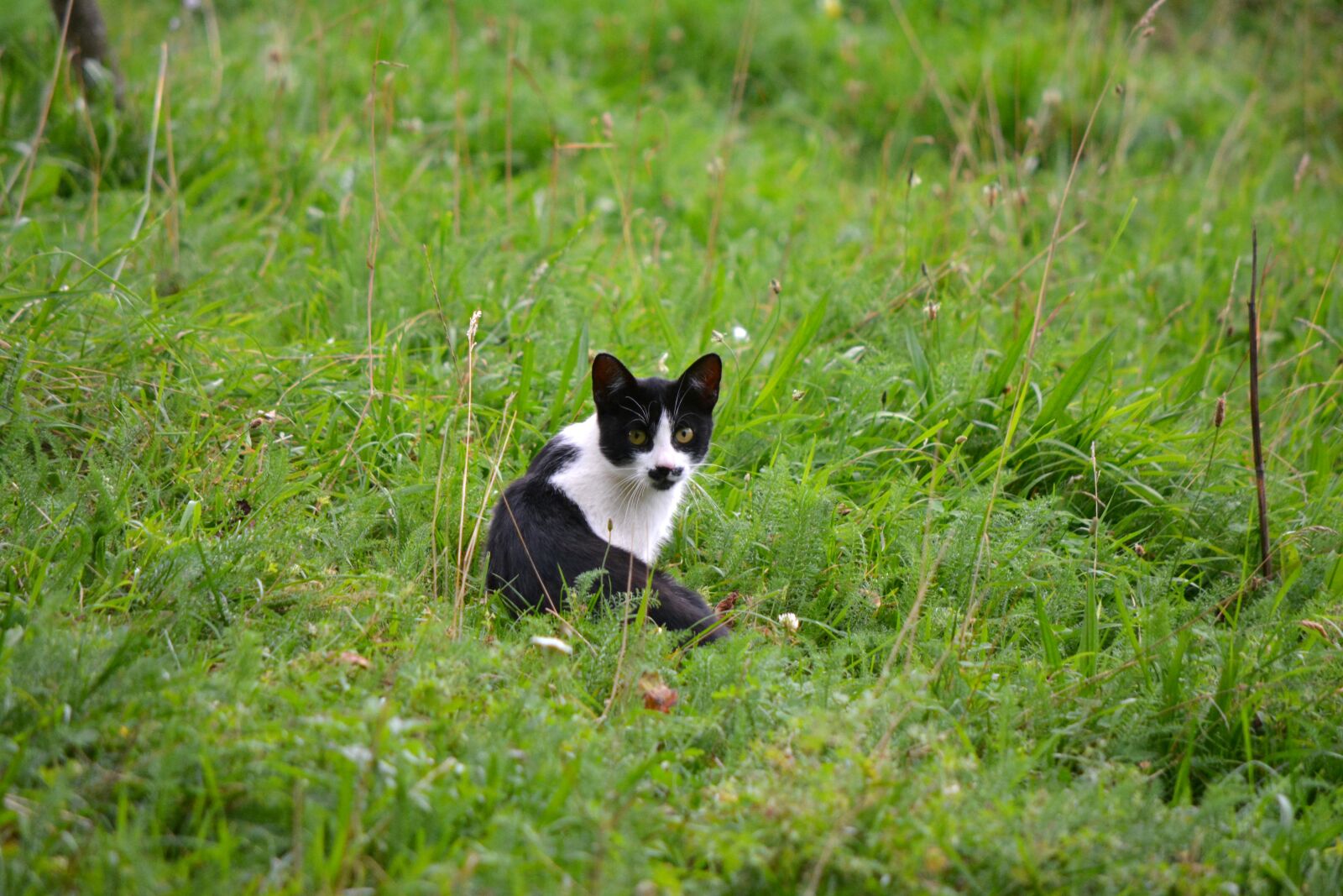Nikon D5200 sample photo. Cat, pet, kitten photography