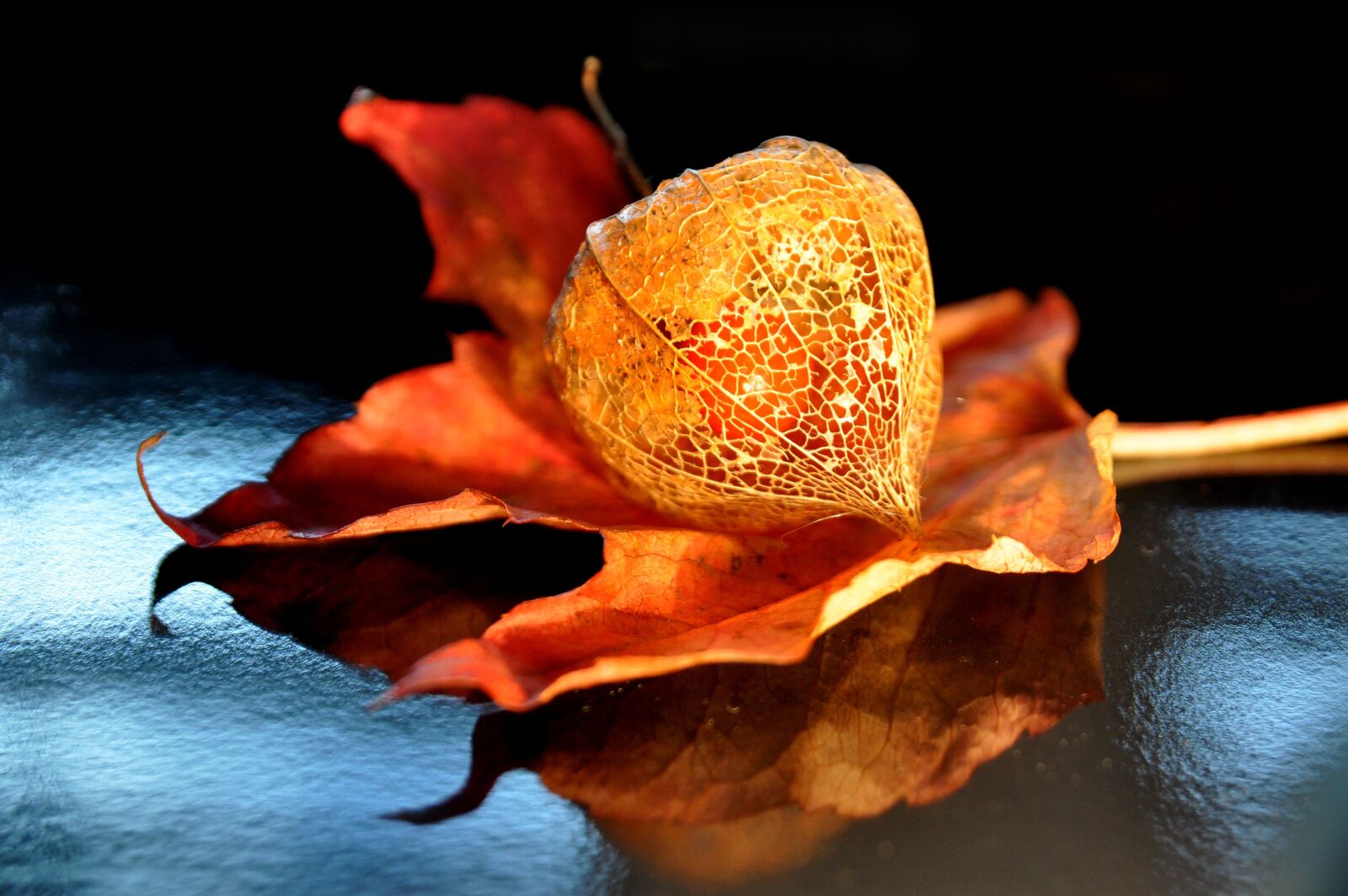Nikon D90 sample photo. Autumn, physalis, lampionblume photography
