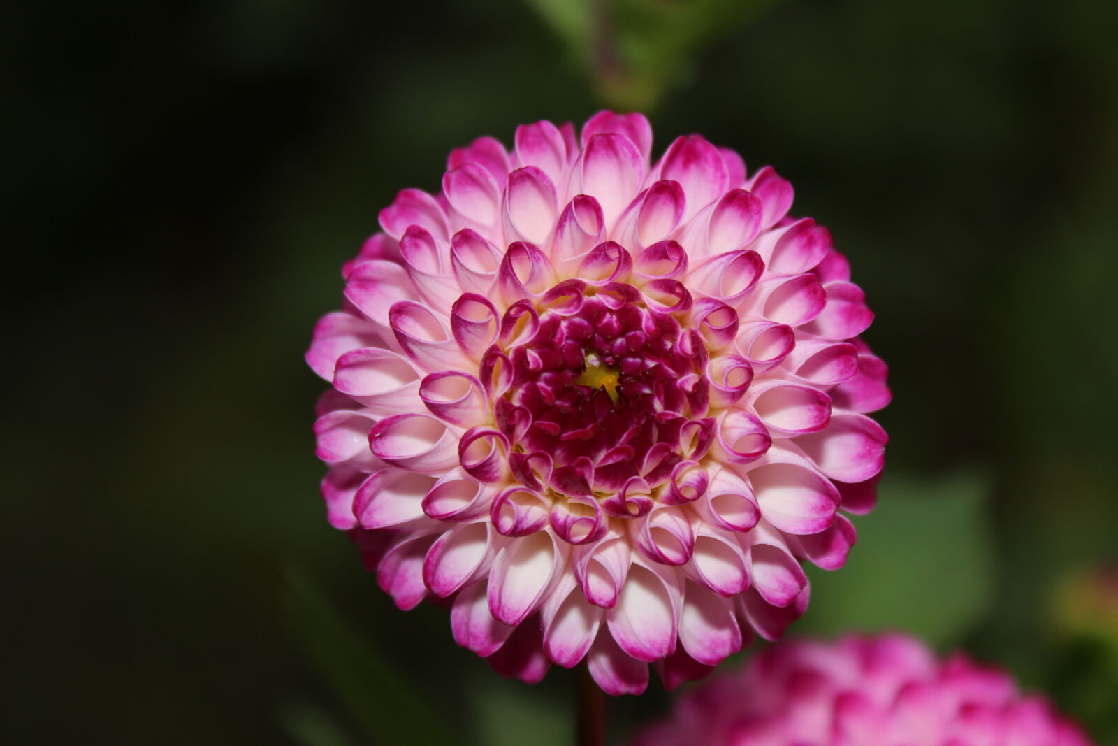 Canon EOS 700D (EOS Rebel T5i / EOS Kiss X7i) sample photo