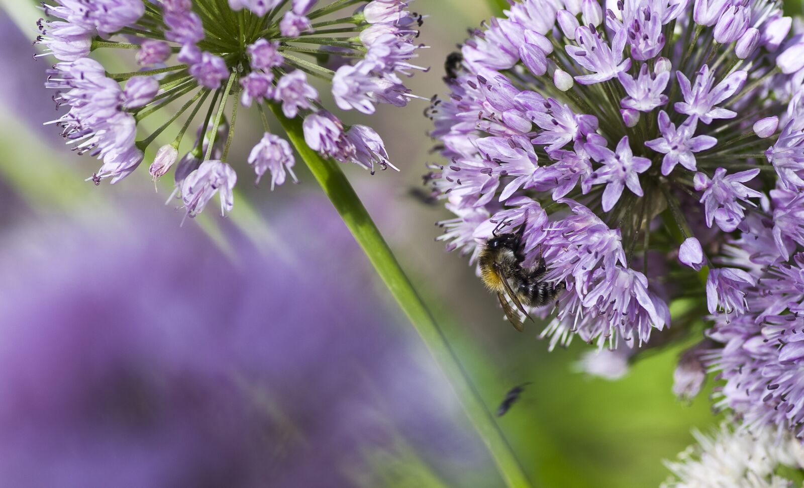 Pentax K-30 sample photo. Hummel, garlic flower, light photography