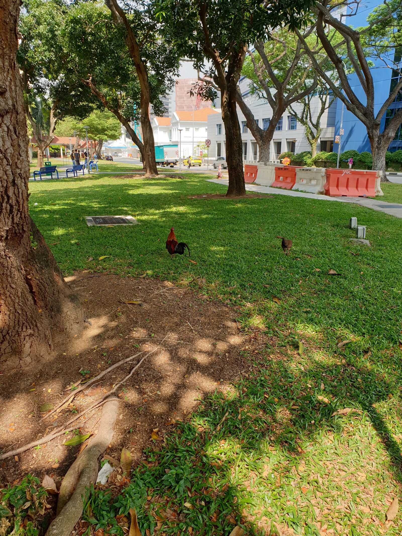 Samsung Galaxy Note9 sample photo. Outdoor, animals, chicken photography