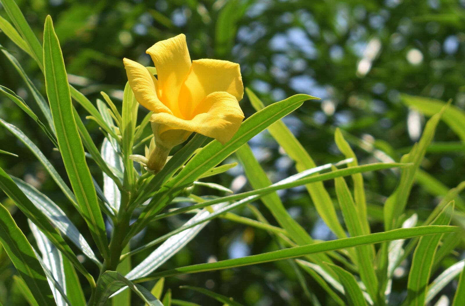 Nikon D5300 sample photo. Yellow oleander, shankarpur fishing photography