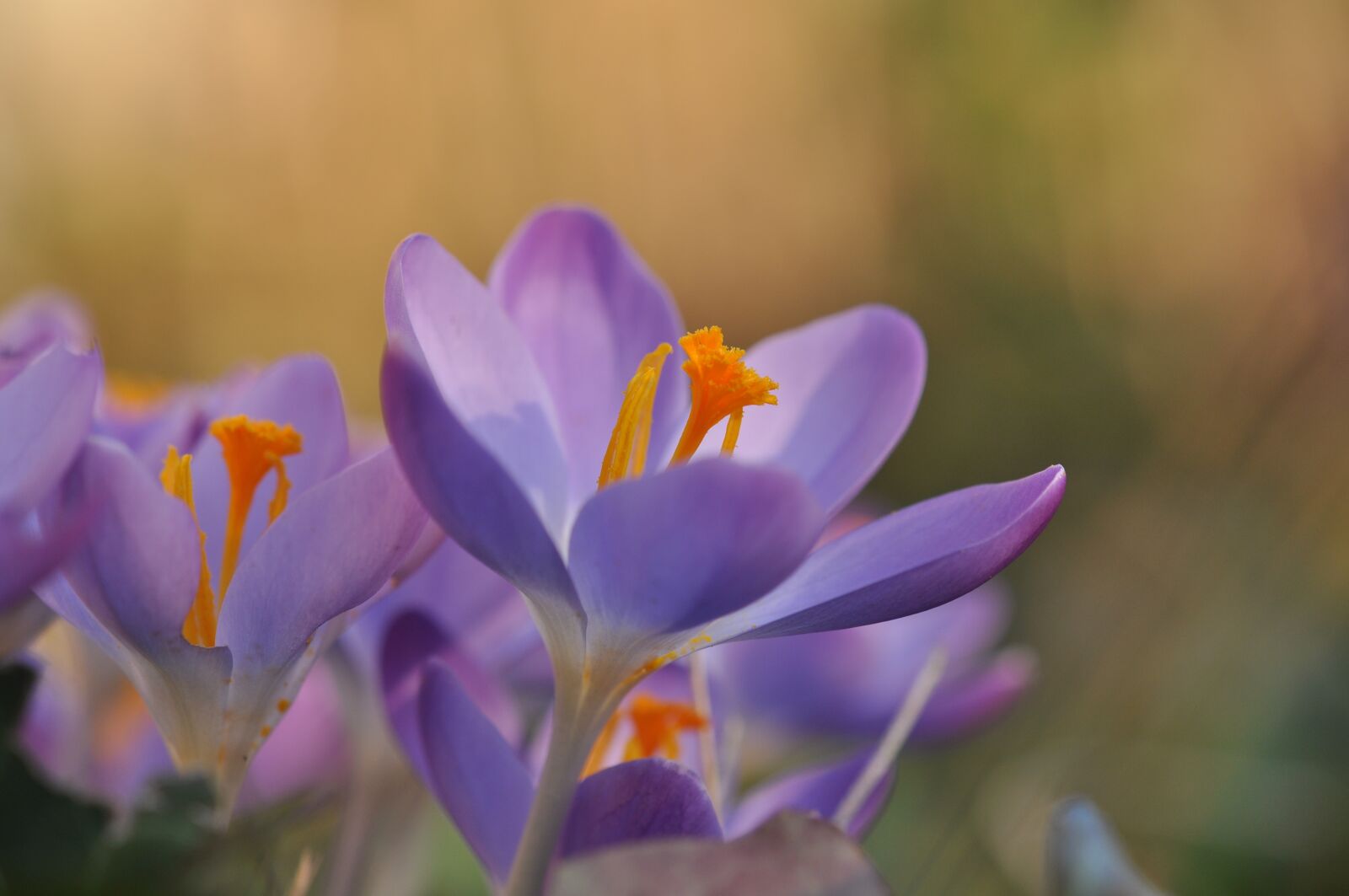 Nikon D5000 sample photo. Crocus, bokeh, purple photography