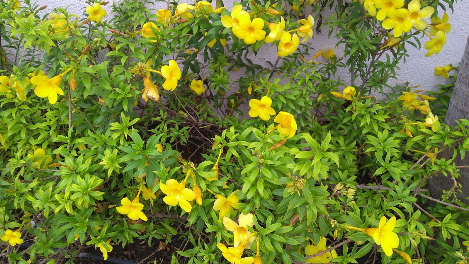 Motorola Moto G (5S) Plus sample photo. Flower, yellow, green photography